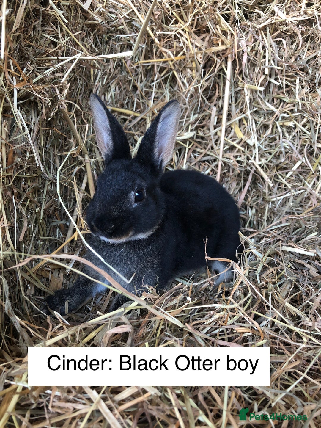 Rex rabbits for sale: Beautiful Purebred Velvet Mini Rex babies  - Image 16