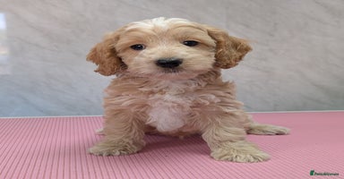 Cockapoo dogs - Advert 16