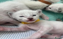 Ragdoll cats for sale: Ragdoll x Oriental kittens  - Image 4