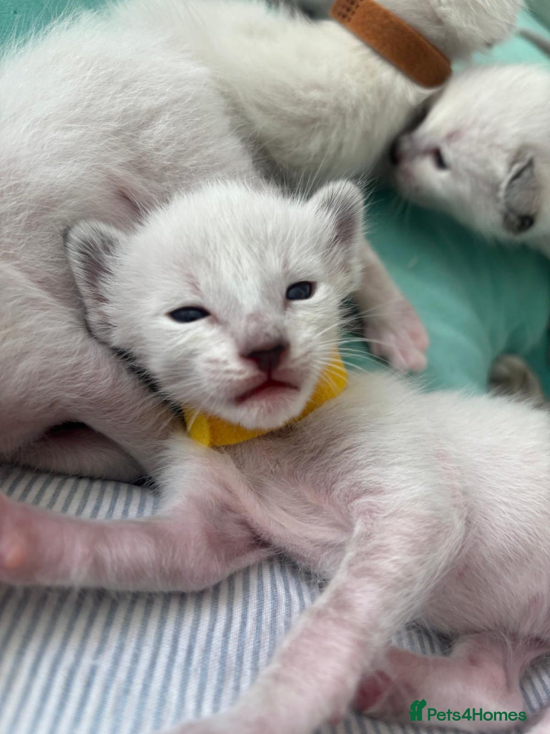 Ragdoll cats for sale: Ragdoll x Oriental kittens  - Image 4