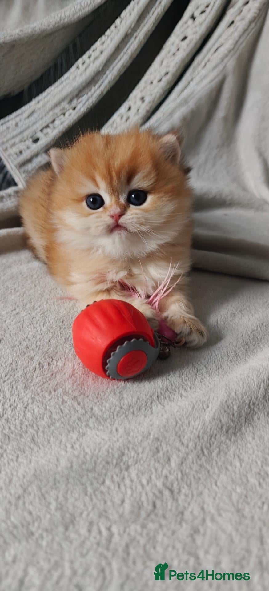British Longhair cats for sale: British angels 😇🐾 - Advert 14