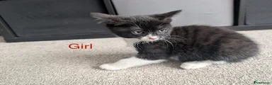 Black and white tuxedo girl
