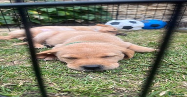Labrador Retriever dogs - Advert 12