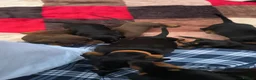 Miniature Dachshund dogs for sale: Beautiful smooth haired miniature duchounds - Advert 8