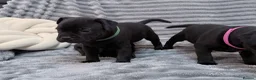 Staffordshire Bull Terrier dogs for sale: last boy True To size Bullscaff bloodline  - Advert 11