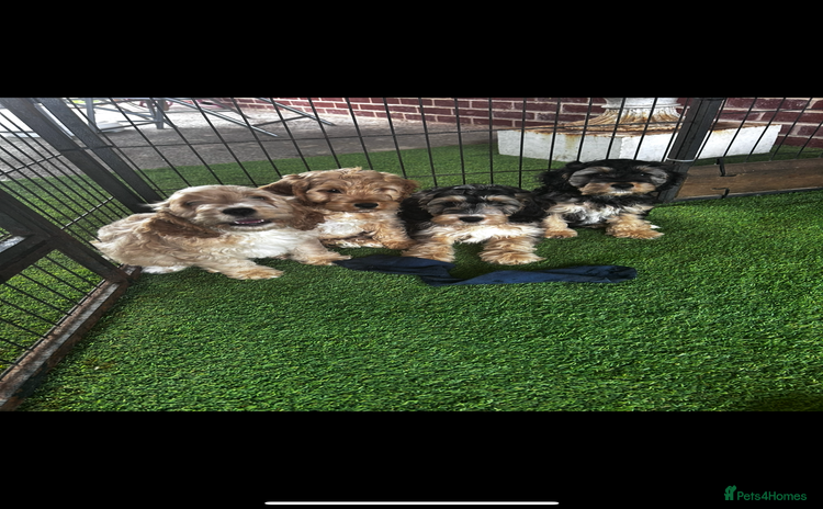 Cockapoo dogs - Advert 2