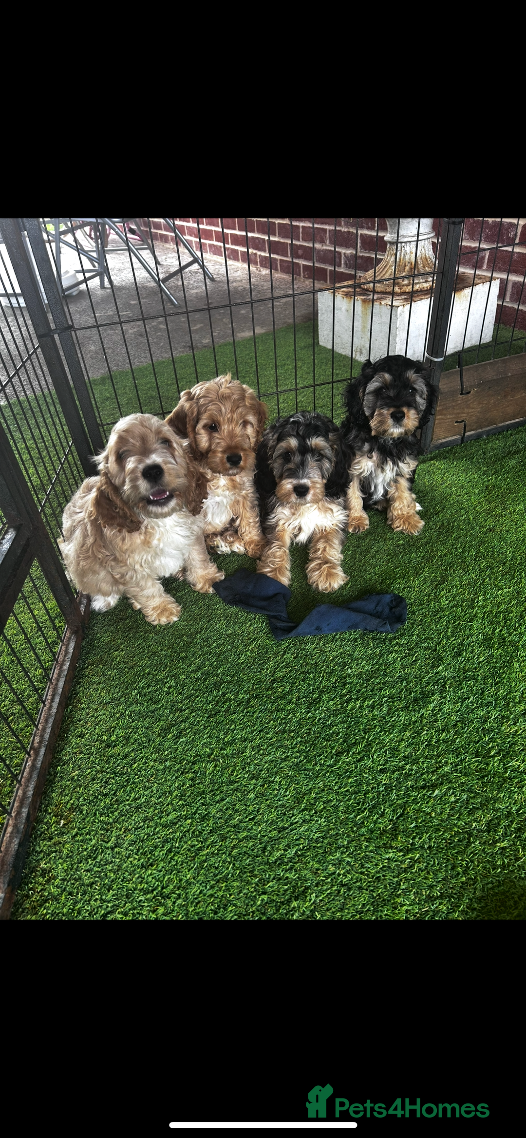 Cockapoo dogs for sale: Show cockapoos  - Image 1