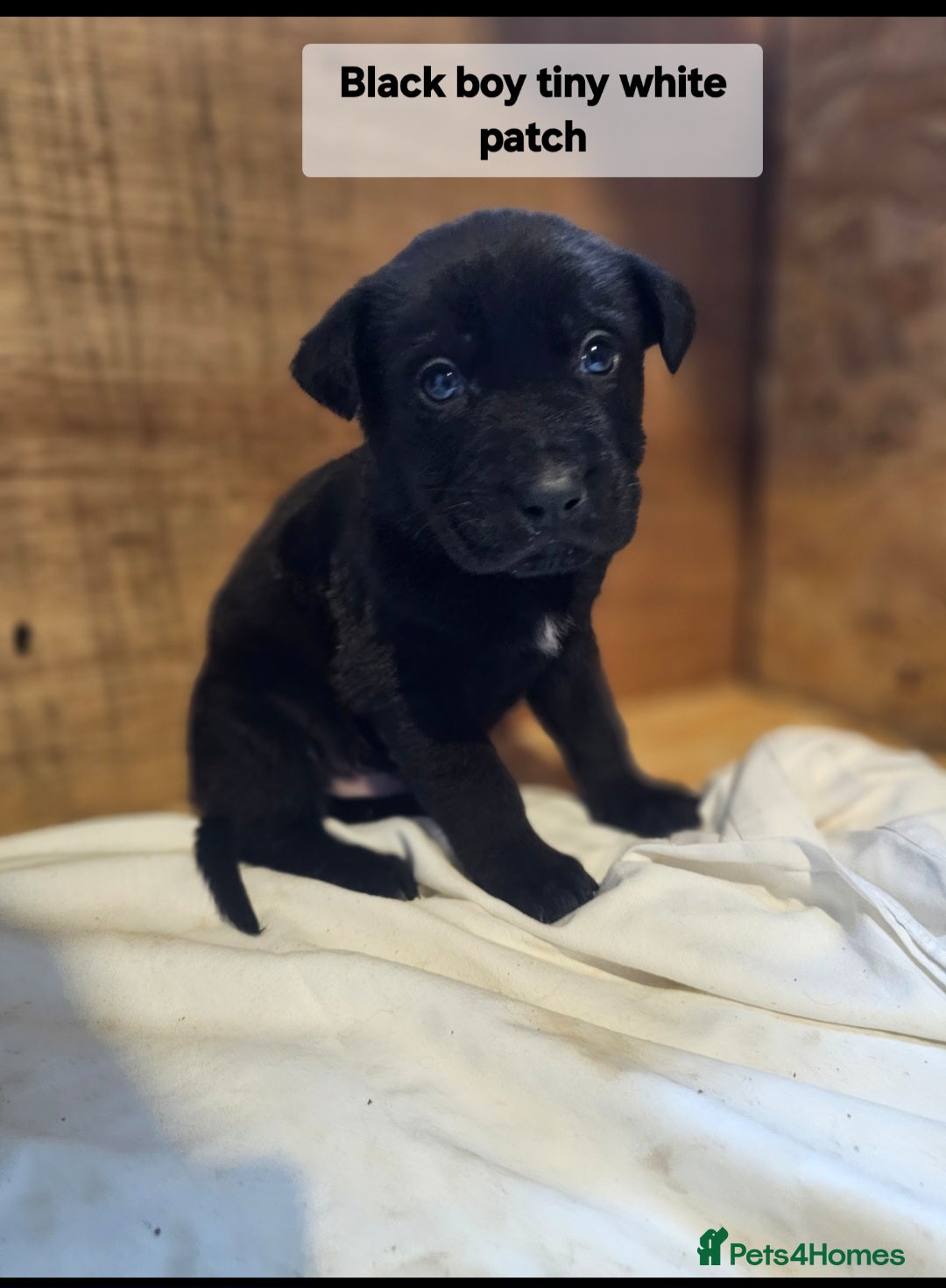 Mixed Breed dogs for sale: German shepard x rottweiler pups - Advert 20