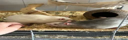 Rat rodents for sale: 4x rats and cage looking for rehoming read ad - Advert 12
