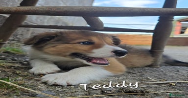 Border Collie dogs - Advert 10