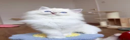 Ragdoll cats for sale: Ready To Leave Blue Lynx Ragdoll 💙Deep Blue Eyes - Advert 7