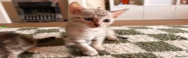Bengal 5