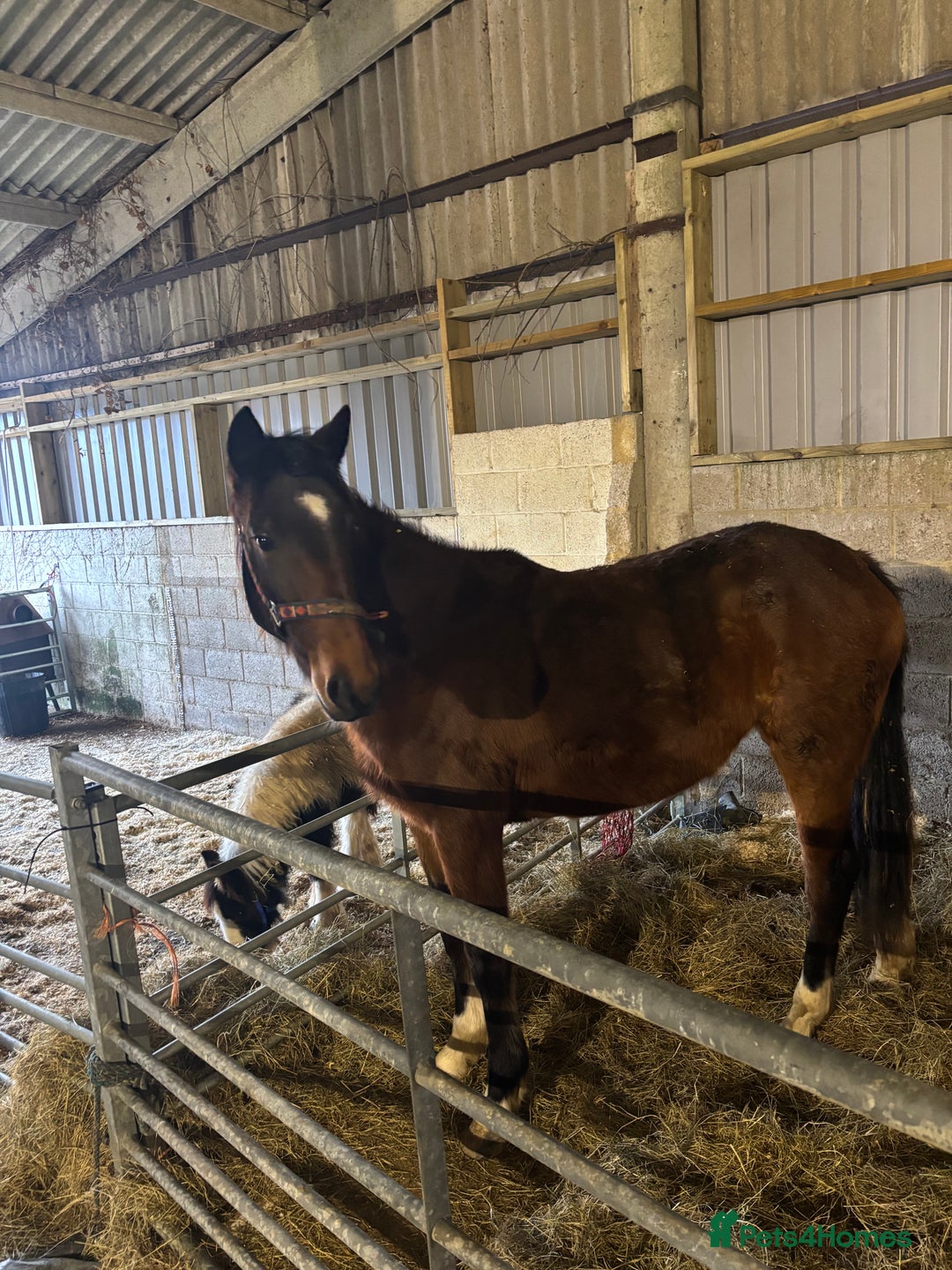 Hackney horses for sale: Ride and drive Hackney mare - Advert 1