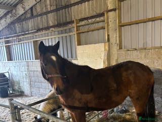 Hackney horses Ride and drive Hackney mare - Advert 1