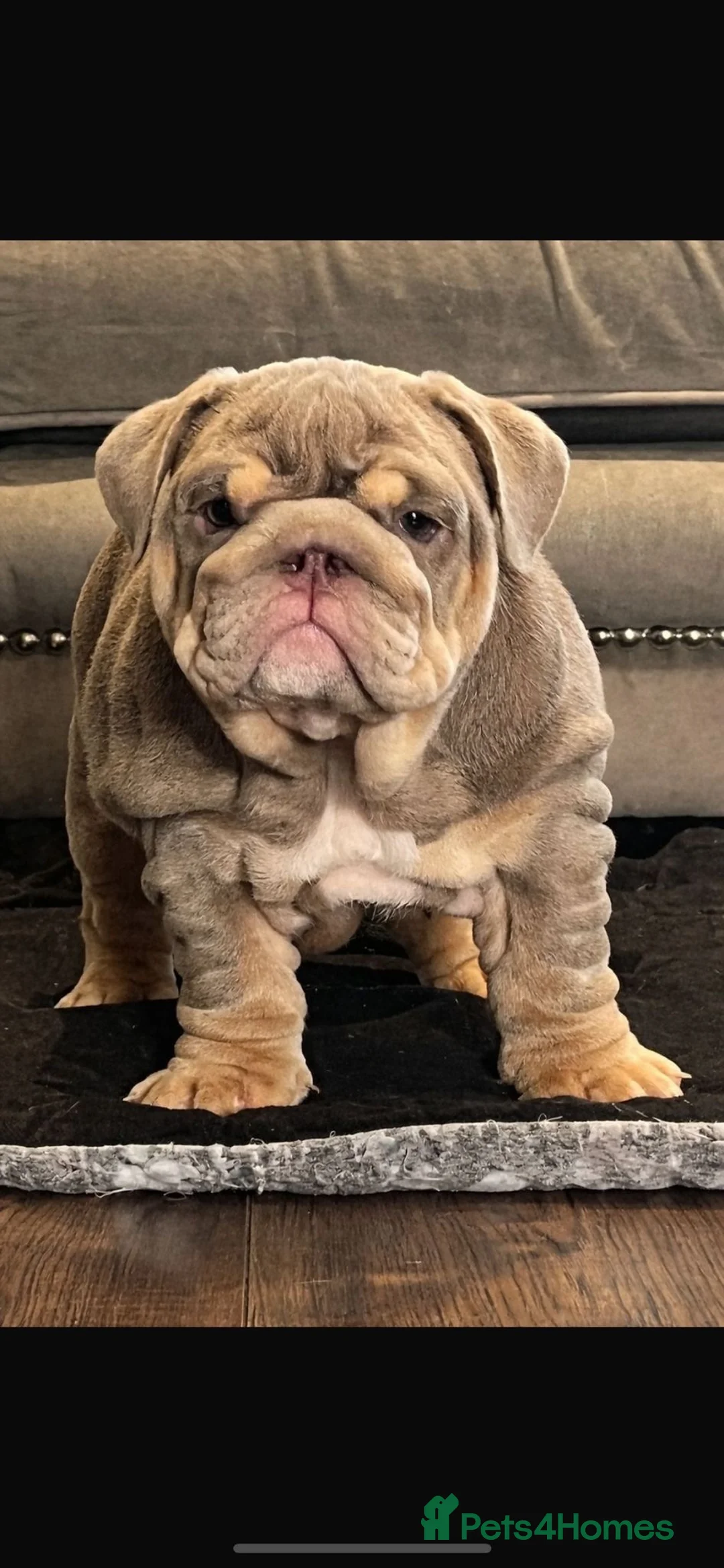 English Bulldog dogs for sale: Pedigree English Bulldog Pups - Advert 1