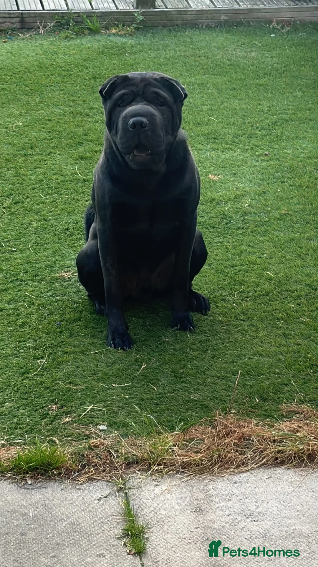 Shar Pei dogs for sale: 3 year old sharpei male for rehoming  in Leyland - Advert 2