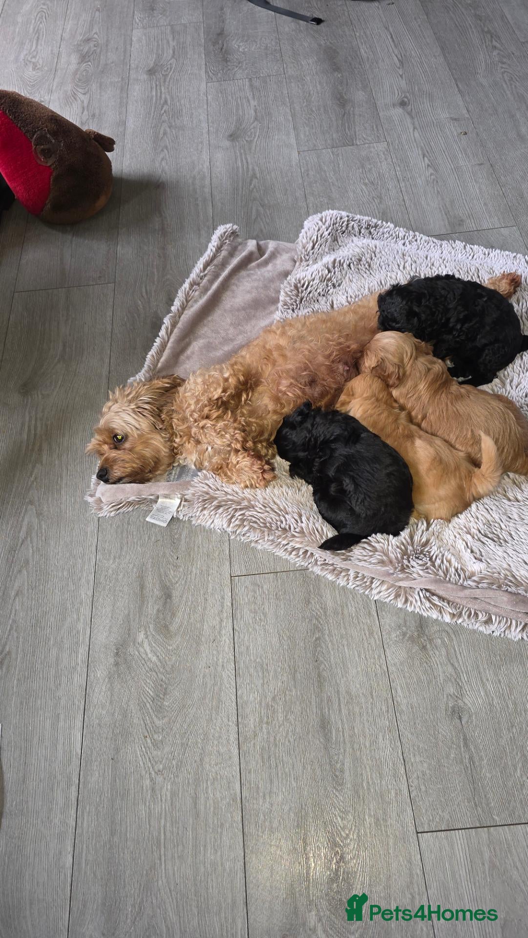 Mixed Breed dogs Mrs Sylvia Archer - Advert 5