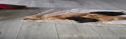 Mixed Breed dogs for sale: Mrs Sylvia Archer - Advert 1