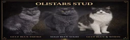 Maine Coon cats for sale: Pedigree - smoke russian line mainecoons - Advert 10