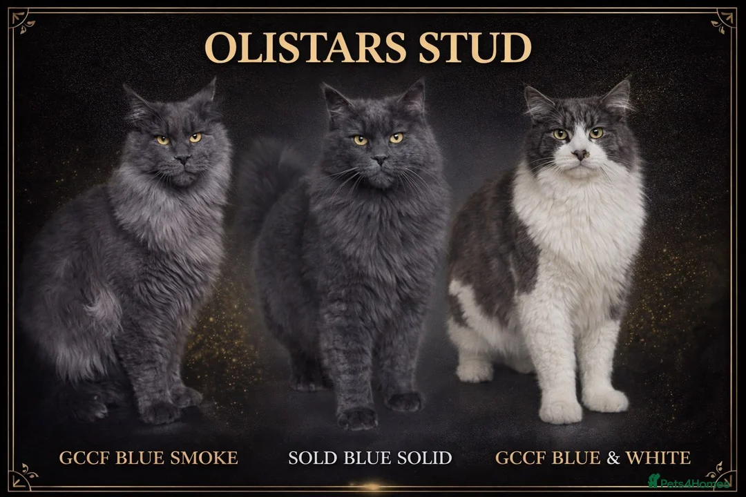 Maine Coon cats for sale: Pedigree - smoke russian line mainecoons - Advert 10