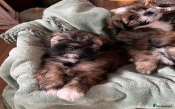 Lhasa Apso dogs for sale: Lhasa apso puppies  - Advert 8
