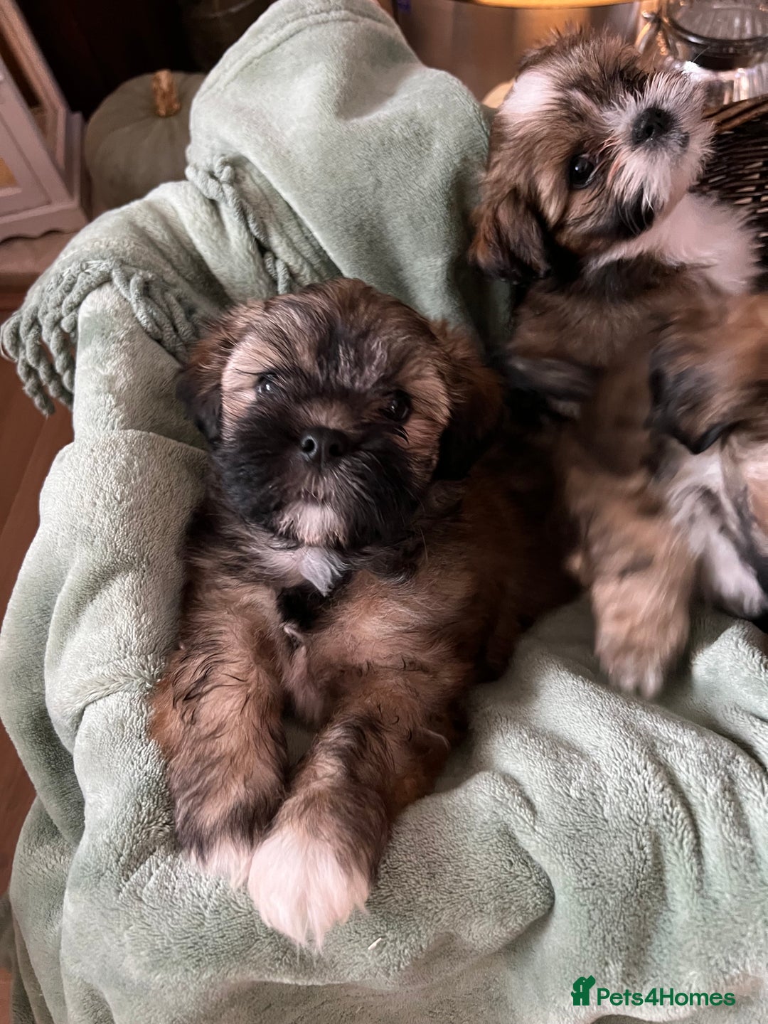 Lhasa Apso dogs for sale: Lhasa apso puppies  - Advert 8