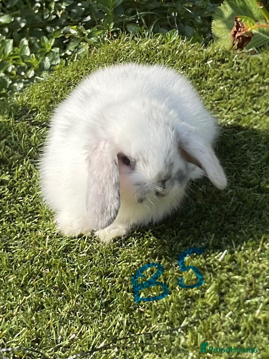 Mini Lop rabbits Pure bred mini lops . - Advert 1