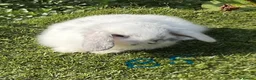 Mini Lop rabbits for sale: Pure bred mini lops . - Advert 11