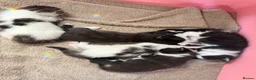 Domestic Shorthair cats for sale: 🩷🩵 5 Beautiful Kittens 🩷🩵 - Advert 3