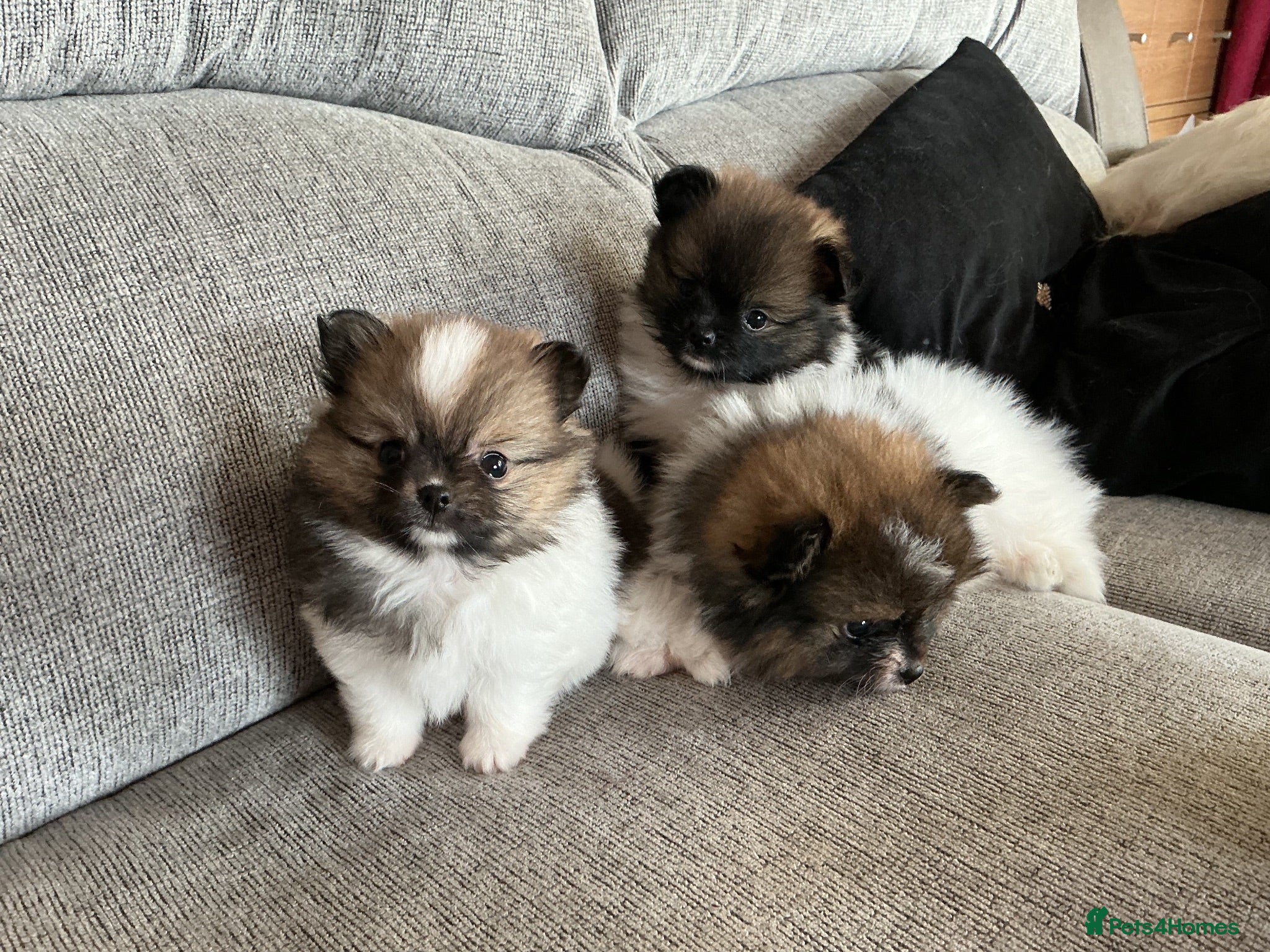 Pomeranian dogs for sale: True Tiny pomeranians teddy bear faced*ready now * - Advert 1
