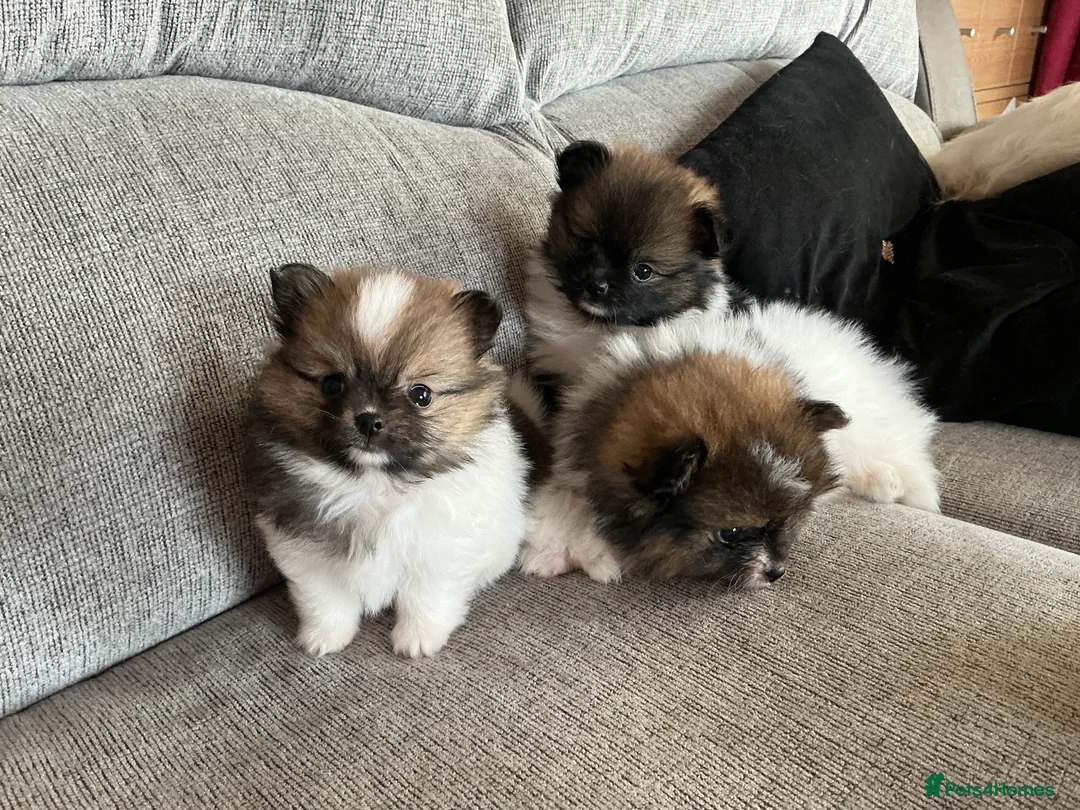 Pomeranian dogs for sale: True Tiny pomeranians teddy bear faced*ready now * - Advert 1