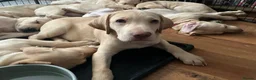 Labrador Retriever dogs for sale: Gorgeous Labrador Puppies, ready for forever homes - Advert 33