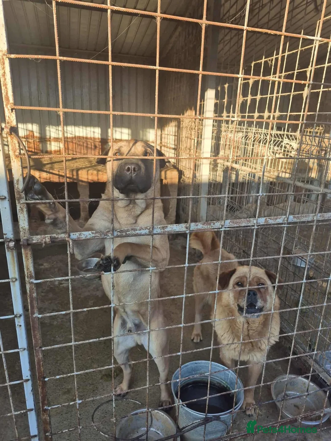 Chow Chow dogs for adoption: Princess - Norwich Norfolk  - Advert 8