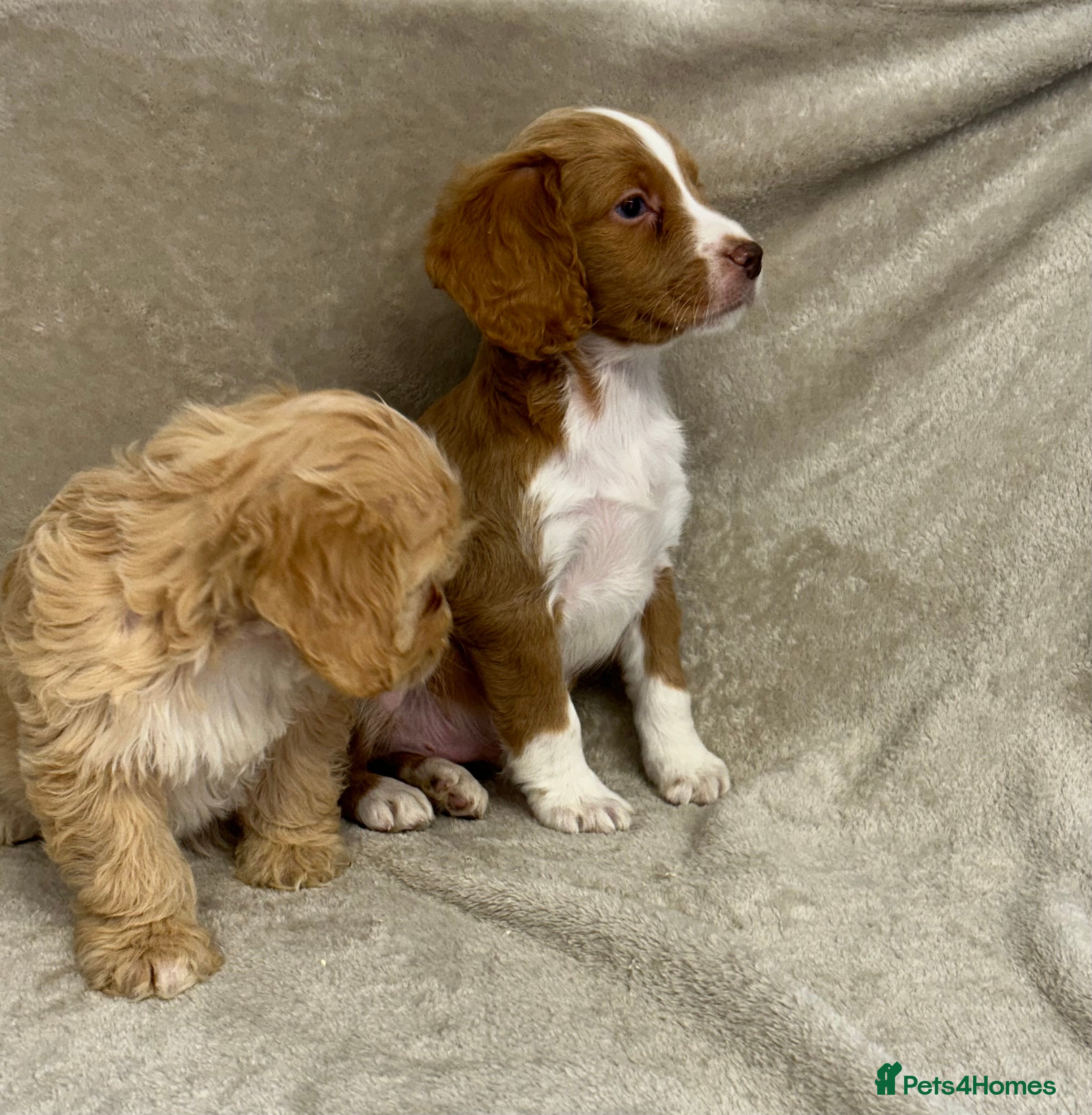 Cockapoo dogs 2 Stunning cockapoo puppies available  - Advert 12