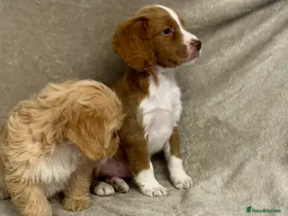 Cockapoo dogs 2 Stunning cockapoo puppies available - Advert 16