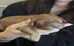 Cavapoo dogs for sale: Red Toy cavapoo puppies - Image 5