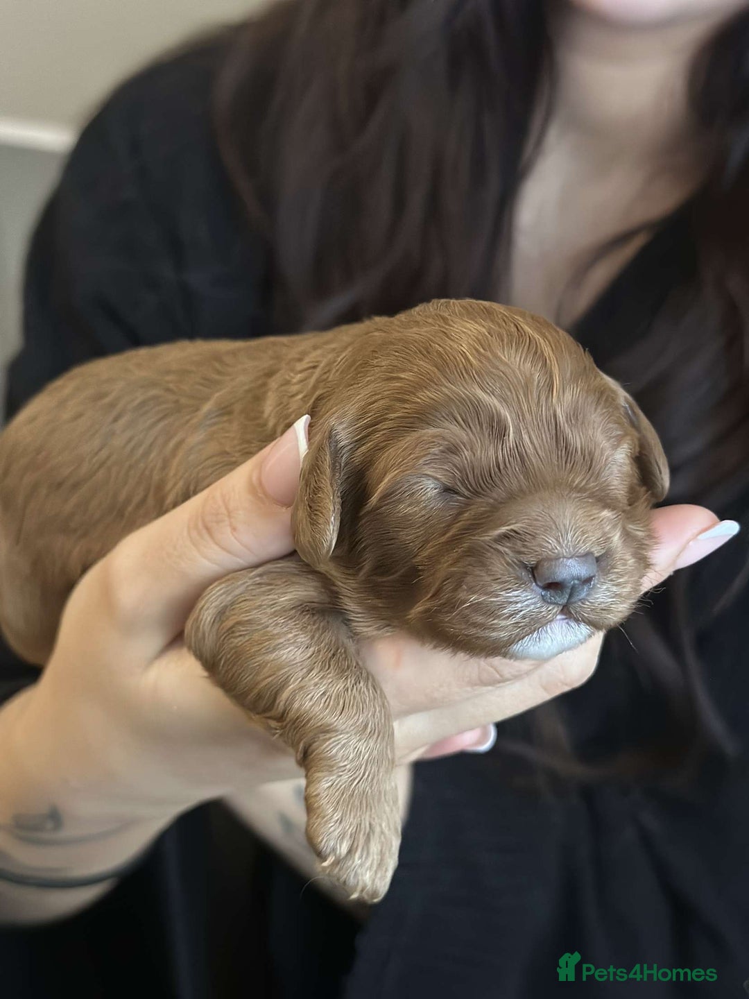 Cavapoo dogs for sale: Red Toy cavapoo puppies - Image 5