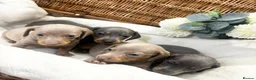Miniature Dachshund dogs for sale: Miniature dachshund puppies - Advert 19