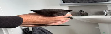 Domestic Shorthair Kitten 1