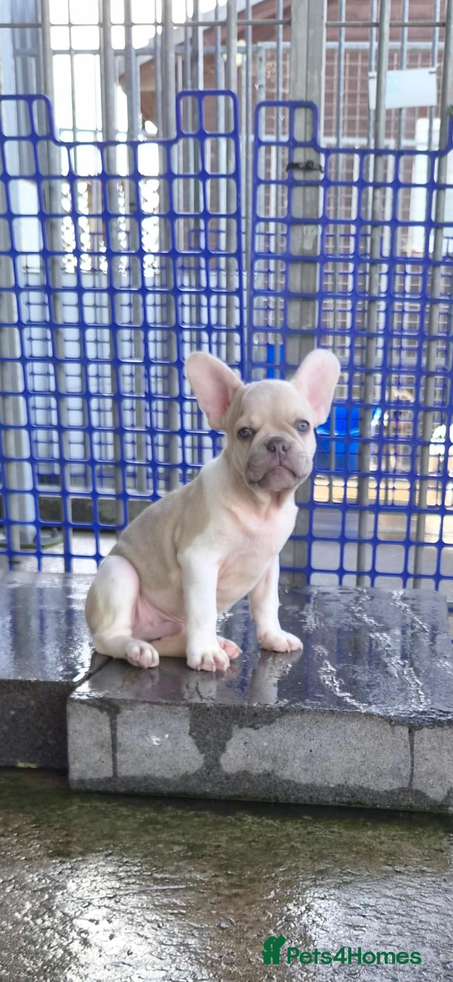 French Bulldog dogs French Bulldog KC Puppies - Advert 1