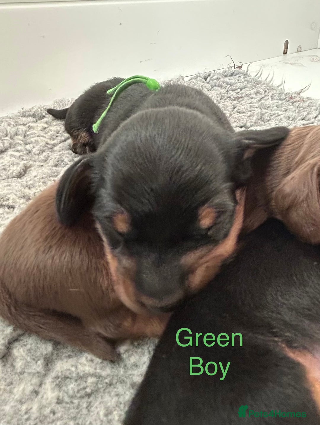 Miniature Dachshund dogs for sale: Miniature Smooth Haired Dachshunds  - Advert 7