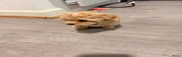 Maltipoo dogs for sale: Tiny Asian maltipoo - Advert 9