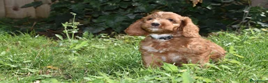 Cockapoo 1