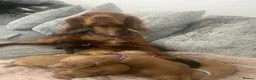 Cockapoo dogs for sale: Beautiful cockapoo puppies  - Advert 6