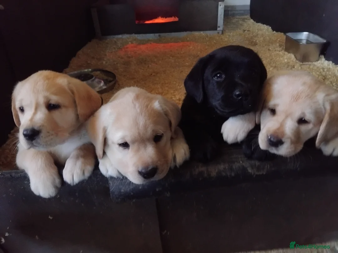 Labrador Retriever dogs for sale: Beautiful chunky show bred puppies  - Advert 1