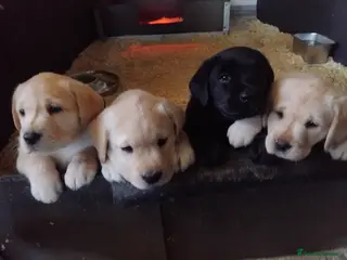 Labrador Retriever dogs Beautiful chunky show bred puppies - Advert 2