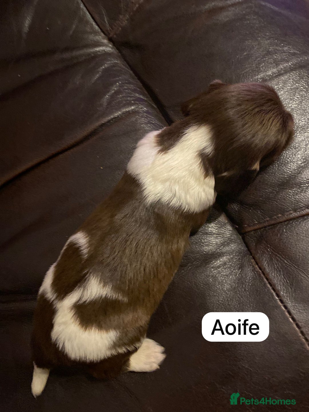 English Springer Spaniel dogs for sale: 6 Kc registered English springer spaniel pups  - Advert 9