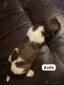 English Springer Spaniel Puppy 11