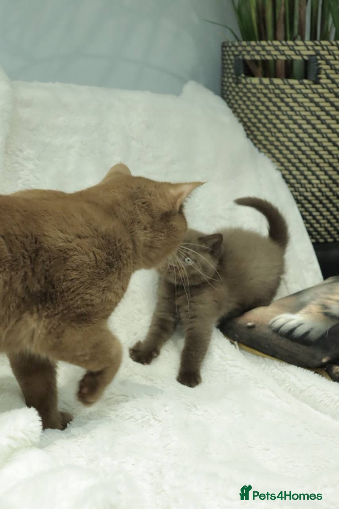 British Shorthair cats for sale: Stunning BHS Champions blood lines kittens  - Advert 31