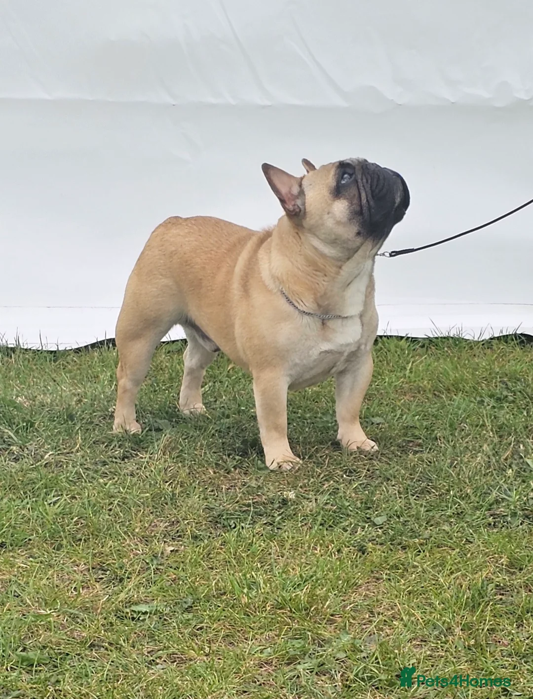 French Bulldog dogs for stud: For stud, Wildax Rowendale Tickety Boo  - Advert 2